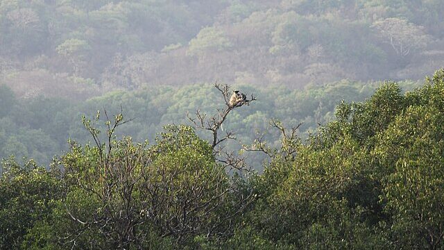 1 Day Mumbai To Bhimashankar Trip