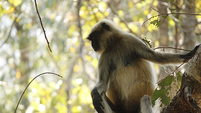 Gray_langurs_Bhimashankar_wildlife_sanctuary,_Pune,_India_(1)_01