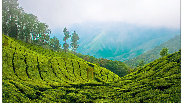 Munnar One Day Tour Package: Best Perfect Day in Nature’s Paradise