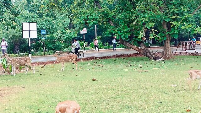 Deers_at_IIT_Madras_4