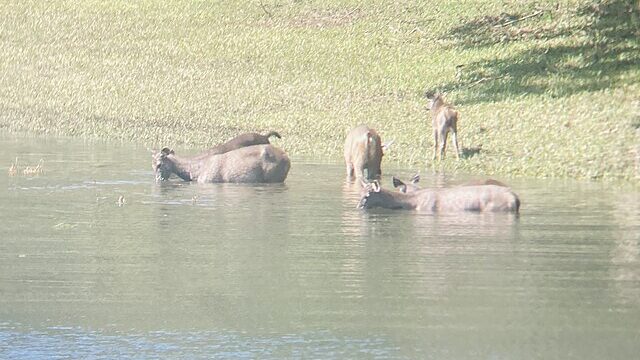 Periyar Wildlife Sanctuary